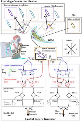 Frontiers | Learning Of Central Pattern Generator Coordination In Robot ...